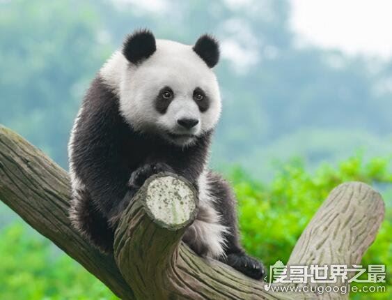 大熊猫是猫吗?并不是猫科而是熊类(以前的名字叫"猫熊")