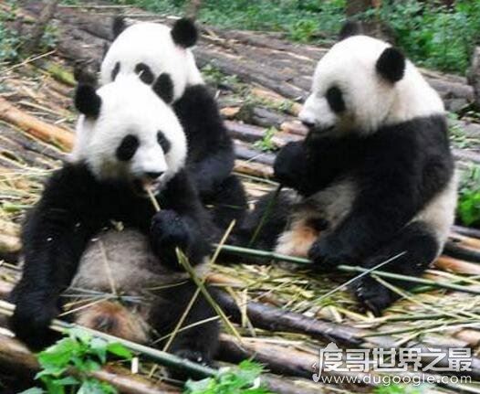 大熊猫是猫吗？并不是猫科而是熊类(以前的名字叫＂猫熊＂)