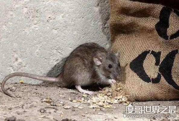家里放一物绝对没老鼠,赶走老鼠的4个小妙招(亲测有效)