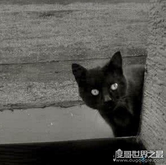 1987陕西夜狸猫事件回顾，真相至今无人知晓(疑是谣言)