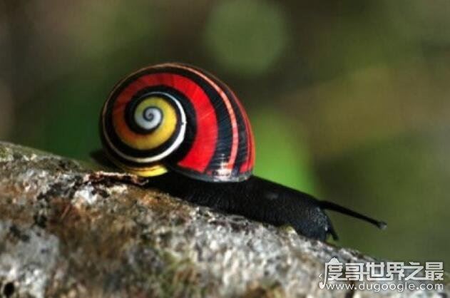 世界上最漂亮的彩色蜗牛,古巴彩色蜗牛(外壳鲜艳又亮丽)