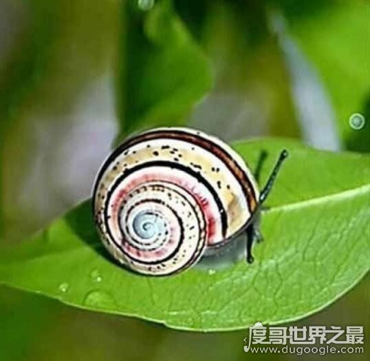 世界上最漂亮的彩色蜗牛,古巴彩色蜗牛(外壳鲜艳又亮丽)