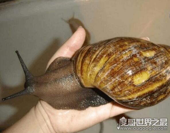 世界上最漂亮的彩色蜗牛,古巴彩色蜗牛(外壳鲜艳又亮丽)