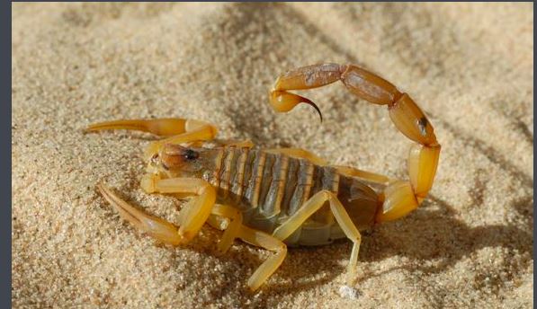 以色列金蝎有多可怕，和黑寡妇谁厉害（以色列杀人蝎）