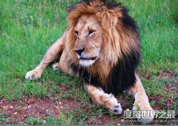 狮群的狩猎主要是由雄狮来完成的吗，并不是(6月7日蚂蚁庄园答案)