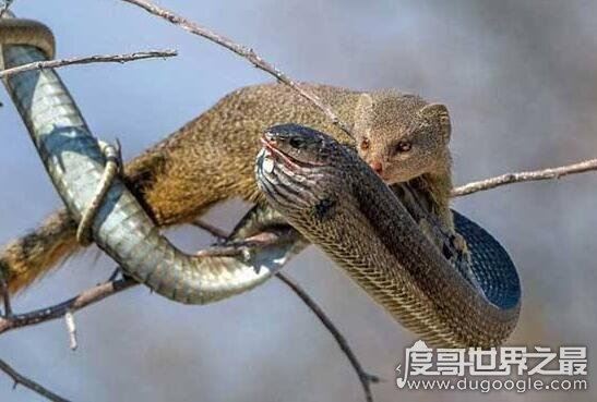 眼镜王蛇的天敌,蛇獴科莫多巨蜥完败眼镜王蛇