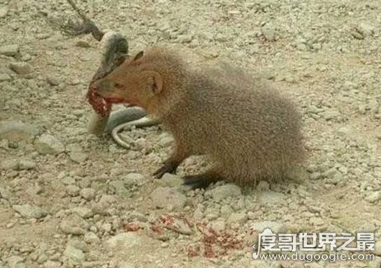 眼镜王蛇的天敌，蛇獴科莫多巨蜥完败眼镜王蛇