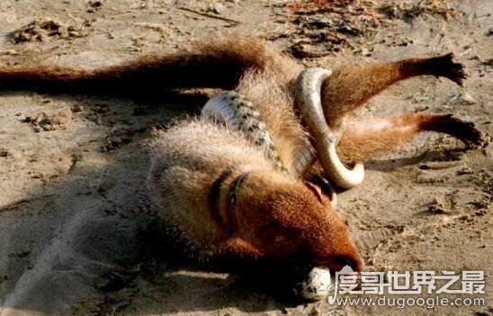 眼镜王蛇的天敌，蛇獴科莫多巨蜥完败眼镜王蛇