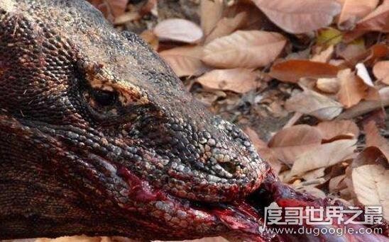 眼镜王蛇的天敌，蛇獴科莫多巨蜥完败眼镜王蛇