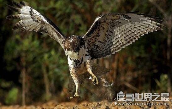 眼镜王蛇的天敌，蛇獴科莫多巨蜥完败眼镜王蛇