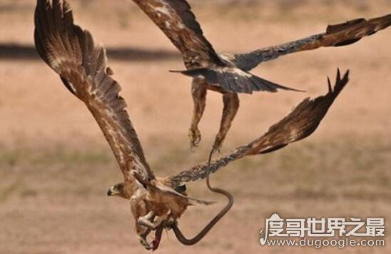 眼镜王蛇的天敌，蛇獴科莫多巨蜥完败眼镜王蛇