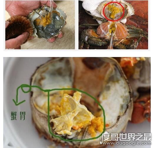 螃蟹哪里不能吃高清图，这四张图片告诉你螃蟹需要清除的部位