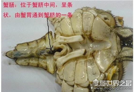 螃蟹哪里不能吃高清图，这四张图片告诉你螃蟹需要清除的部位
