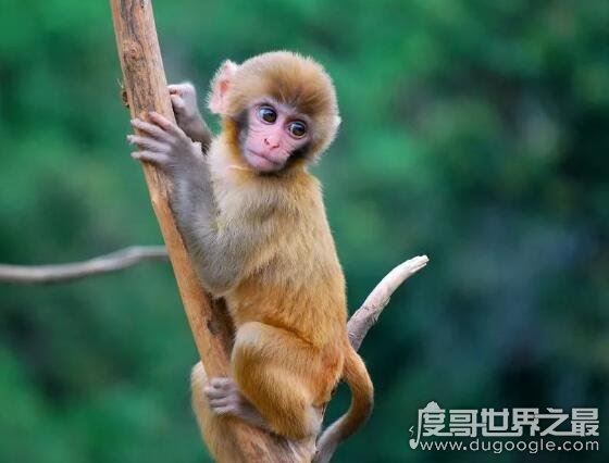 沐猴而冠讽刺谁,韩生讽刺项羽(比喻人虚有其表实则愚鲁无知)