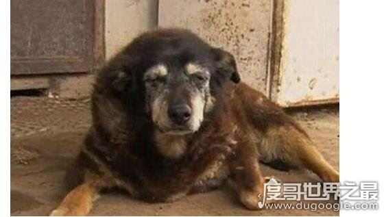世界最老寿命最长的狗狗辞世,活了30年的它相当于人类133岁高龄