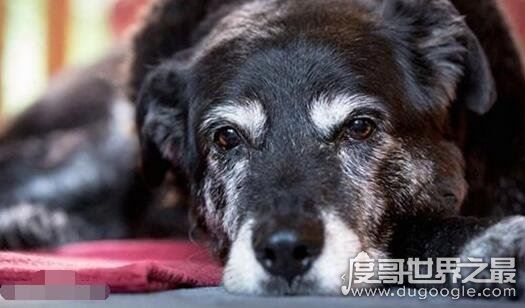 世界最老寿命最长的狗狗辞世，活了30年的它相当于人类133岁高龄