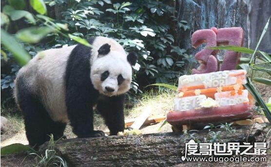 世界最老寿命最长的狗狗辞世,活了30年的它相当于人类133岁高龄