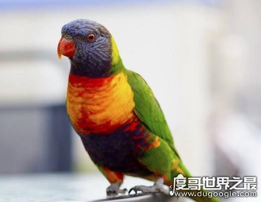 世界最老寿命最长的狗狗辞世，活了30年的它相当于人类133岁高龄