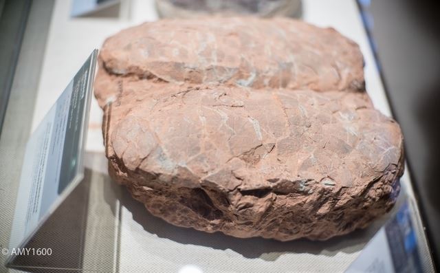 世界上最大的恐龙蛋,长达55厘米短径可达14.5厘米(巨蛋)