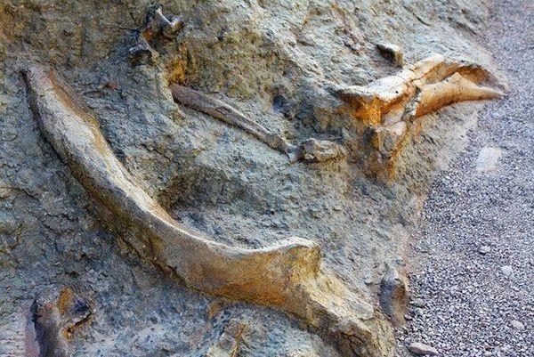 世界上最大的恐龙蛋,长达55厘米短径可达14.5厘米(巨蛋)