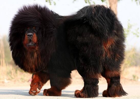 鬼面獒面目狰狞令人毛骨悚然，现实鬼面獒真实面貌