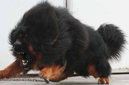 鬼面獒面目狰狞令人毛骨悚然，现实鬼面獒真实面貌