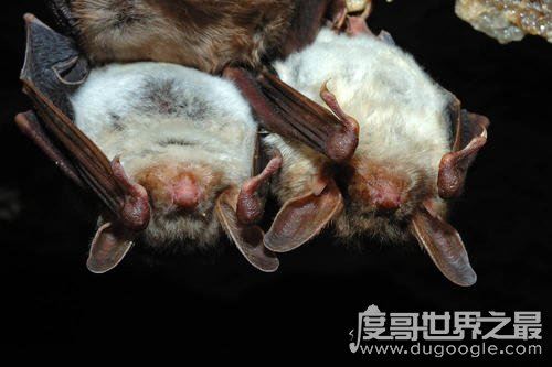 蝙蝠真实照片，马来狐蝠是世界最大的蝙蝠(翼展可达1.8米)