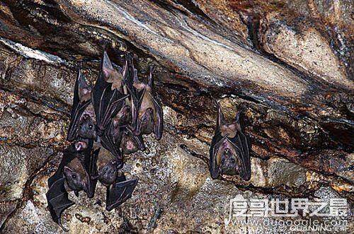 蝙蝠真实照片，马来狐蝠是世界最大的蝙蝠(翼展可达1.8米)
