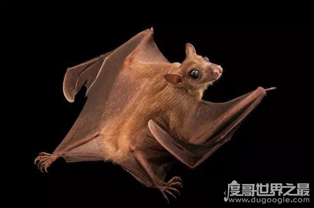 蝙蝠真实照片，马来狐蝠是世界最大的蝙蝠(翼展可达1.8米)