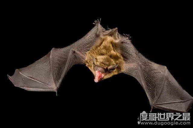 蝙蝠真实照片，马来狐蝠是世界最大的蝙蝠(翼展可达1.8米)