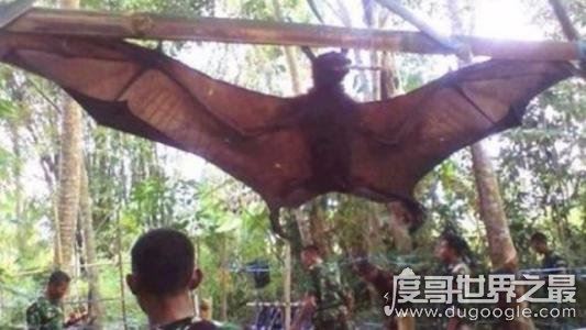 蝙蝠真实照片，马来狐蝠是世界最大的蝙蝠(翼展可达1.8米)
