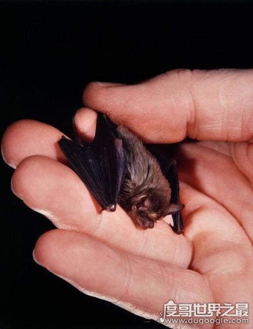 蝙蝠真实照片，马来狐蝠是世界最大的蝙蝠(翼展可达1.8米)
