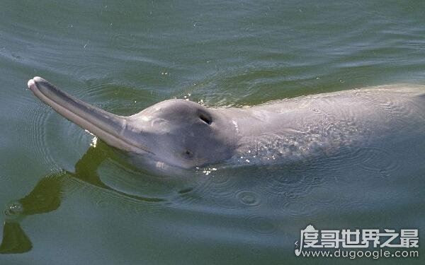 长江白鳍豚图片介绍，白鳍豚灭绝了吗（揭秘真正的内幕）