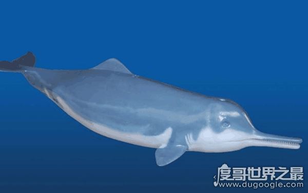 长江白鳍豚图片介绍，白鳍豚灭绝了吗（揭秘真正的内幕）