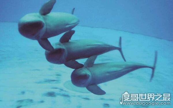 长江白鳍豚图片介绍，白鳍豚灭绝了吗（揭秘真正的内幕）