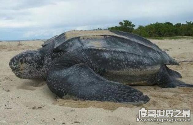 世界上体型最大的海龟是什么龟,棱皮龟(体长3米/重1吨)