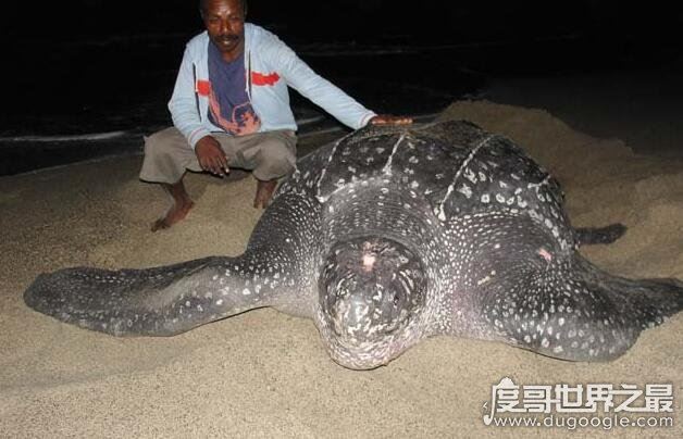 世界上体型最大的海龟是什么龟，棱皮龟(体长3米/重1吨)