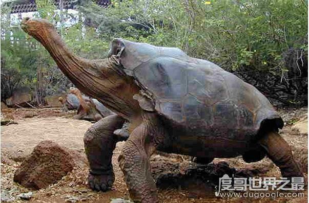 世界上体型最大的海龟是什么龟，棱皮龟(体长3米/重1吨)