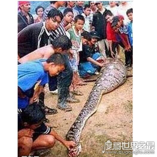 大蟒蛇吃人事件是真的吗?大蟒蛇将农妇生吞画面惨不忍睹