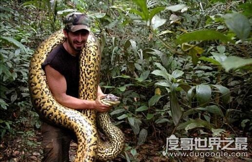 大蟒蛇吃人事件是真的吗？大蟒蛇将农妇生吞画面惨不忍睹