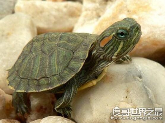 巴西龟怎么分公母,几个小细节教你轻松分辨(母龟比公龟体型大)