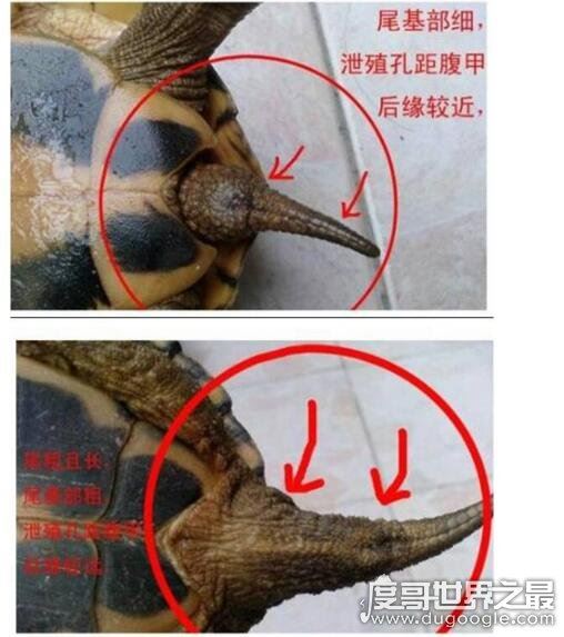 巴西龟怎么分公母，几个小细节教你轻松分辨(母龟比公龟体型大)