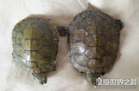 巴西龟怎么分公母,几个小细节教你轻松分辨(母龟比公龟体型大)