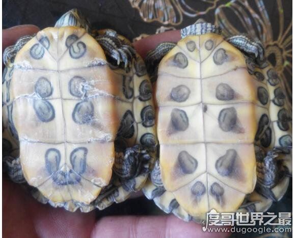巴西龟怎么分公母，几个小细节教你轻松分辨(母龟比公龟体型大)