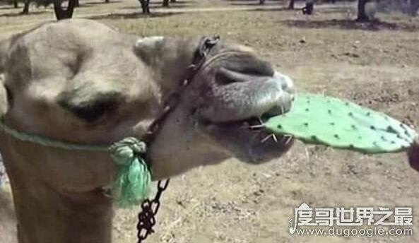 什么动物吃仙人掌都不觉得扎嘴，骆驼(6月3日蚂蚁庄园问题答案)