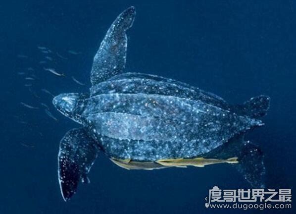 世界上最大的龟类，棱皮龟为龟类之最(长2.5米/重达1吨)