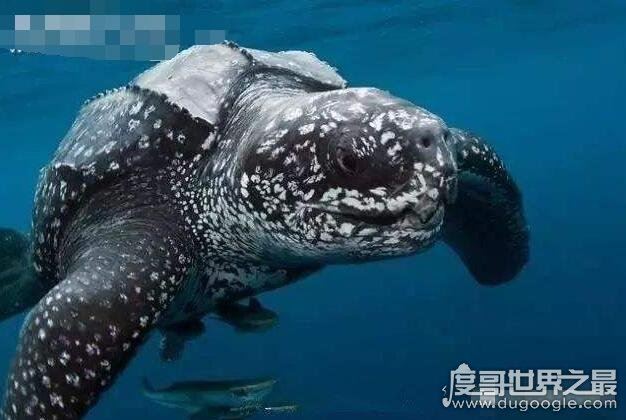 世界上最大的龟类，棱皮龟为龟类之最(长2.5米/重达1吨)