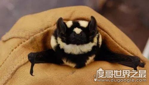 十大最恐怖蝙蝠图片，吸血蝙蝠真的存在(一生吸血100升)