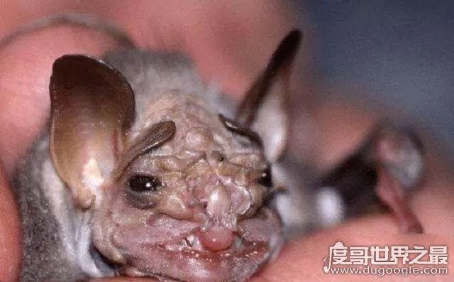 十大最恐怖蝙蝠图片，吸血蝙蝠真的存在(一生吸血100升)