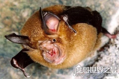 十大最恐怖蝙蝠图片,吸血蝙蝠真的存在(一生吸血100升)